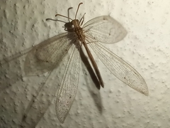 Neuroleon arenarius