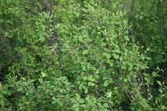 Betula fruticosa