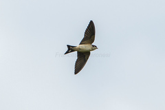 Preuss's Cliff Swallow photo 2