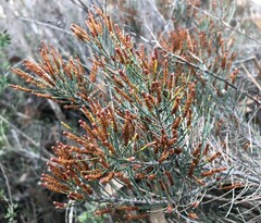 Allocasuarina pusilla