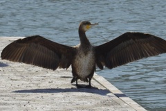 Phalacrocorax carbo