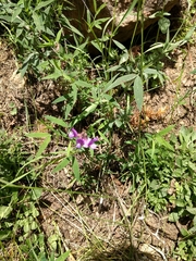 Lathyrus czeczottianus