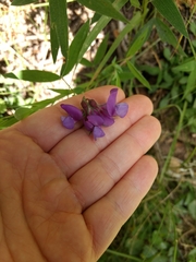 Lathyrus czeczottianus