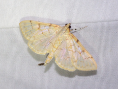 Polygrammodes flavidalis