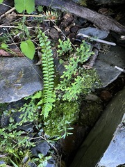 Polystichum thomsonii