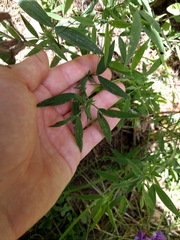 Lathyrus czeczottianus