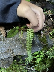 Polystichum thomsonii