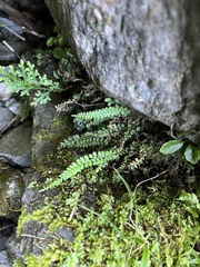 Polystichum thomsonii