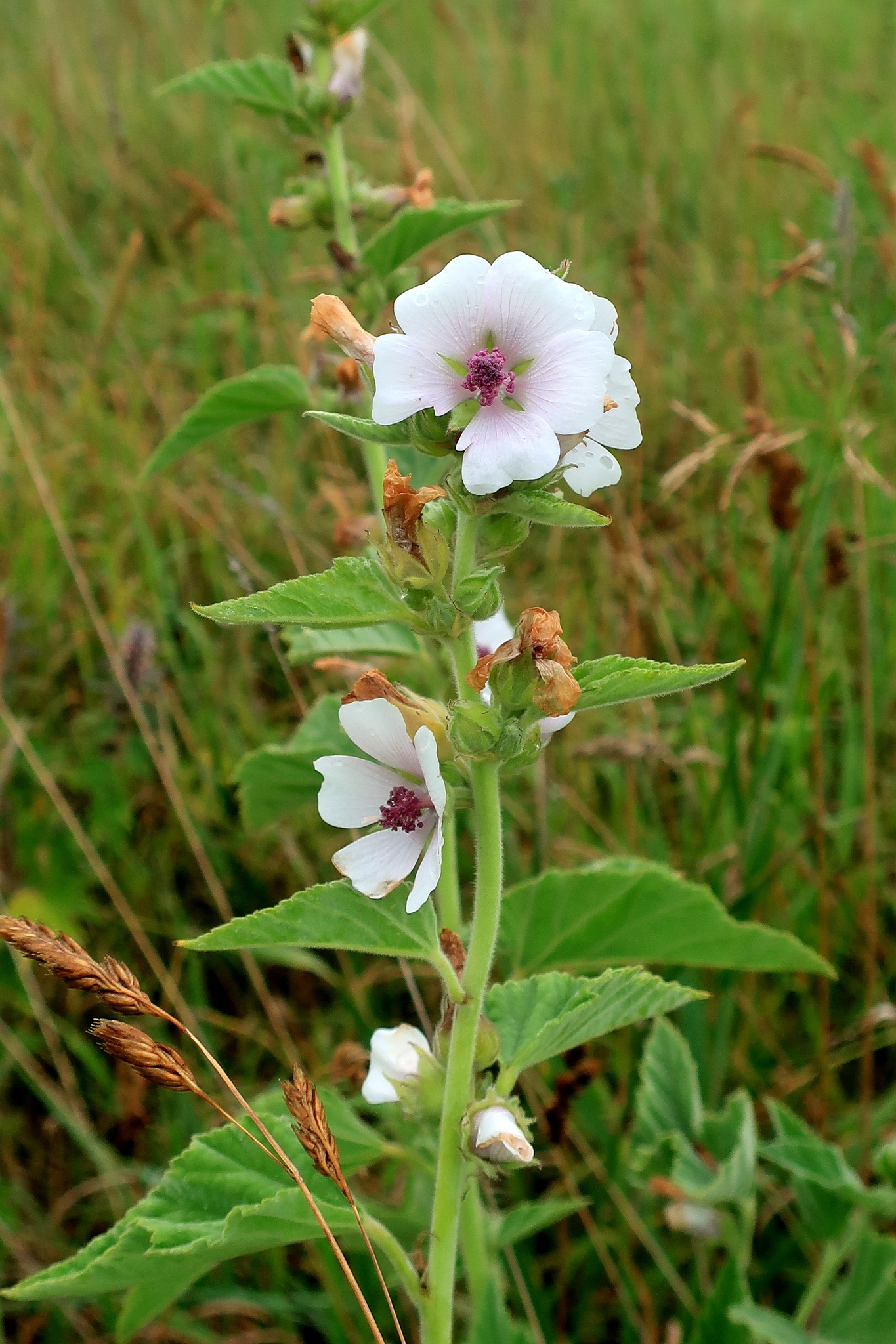 Althaea officinalis