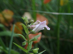Scutellaria minor