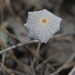 Milky Inkcap - Photo (c) James Bailey, some rights reserved (CC BY-NC), uploaded by James Bailey