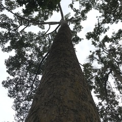 Dipterocarpus alatus