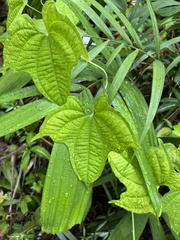 Dioscorea sansibarensis
