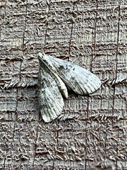 Hypena humuli