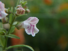 Scutellaria minor