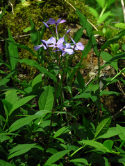 Phlox stolonifera