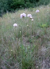 Armeria maritima elongata