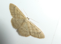 Idaea deversaria