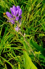 Campanula glomerata farinosa