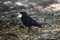 Corvus monedula