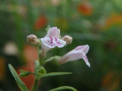 Scutellaria minor