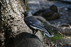 Corvus monedula