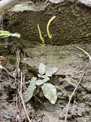 Tectaria zeilanica