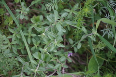 Ziziphora clinopodioides