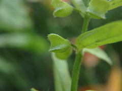 Scutellaria minor