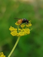 Thricops semicinereus