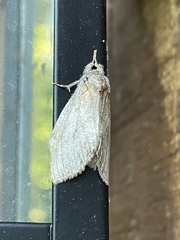 Peridea basitriens