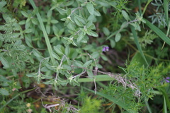 Ziziphora clinopodioides