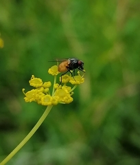 Thricops semicinereus