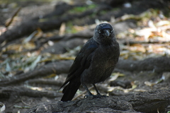 Corvus monedula