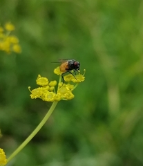 Thricops semicinereus