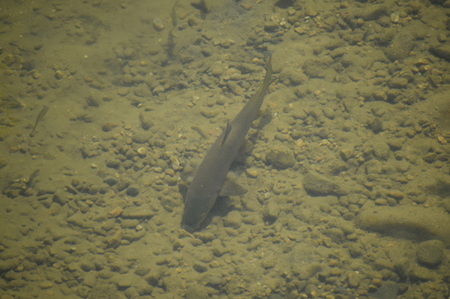 Iberian long-snout barbel