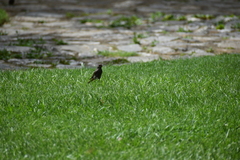 Phoenicurus ochruros