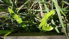 Asplenium scolopendrium