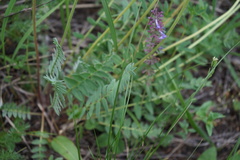 Oxytropis strobilacea