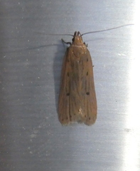 Dichomeris limosellus