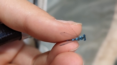 Coenagrion caerulescens