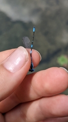 Coenagrion caerulescens