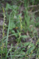 Oxytropis strobilacea