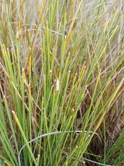 Chrysoteuchia culmella