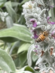 Apis mellifera