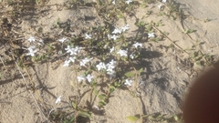 Gomphocalyx herniarioides