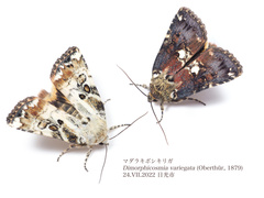 Dimorphicosmia variegata