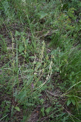Oxytropis strobilacea