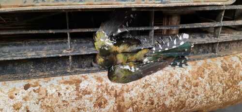 Diederik Cuckoo