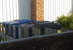 Tamiasciurus hudsonicus